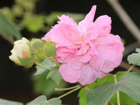 門口種芙蓉|如何栽種和養護芙蓉樹